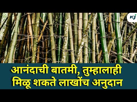 Agriculture News:शेतकऱ्यांना मिळणार लाखोंच अनुदान | bamboo subsidy | Maharashtra News | Farmer News