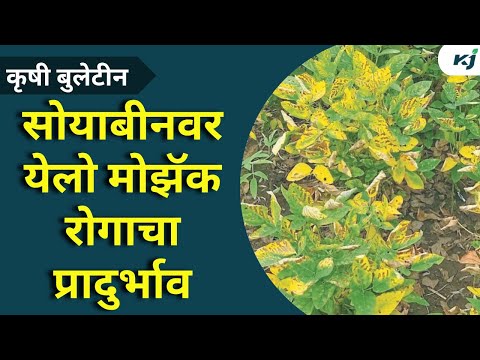 soybean mosaic virus: सोयाबीन मोझॅक रोगाचा प्रादुर्भाव, पिकांचं नुकसान | Soybean Update | Soybean