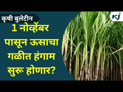 Maharashtra News: .1 नोव्हेंबर 2023 पासून ऊसाचा गळीत हंगाम सुरु ? Sugarcane News | Ajit pawar | News