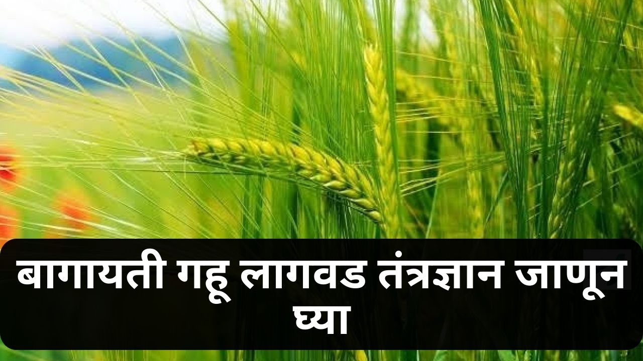 Wheat News