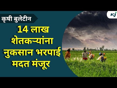 Maharashtra News: 14 लाख शेतकऱ्यांना नुकसान भरपाई मदत मंजूर. | Latest news | soyabean mozac virus |