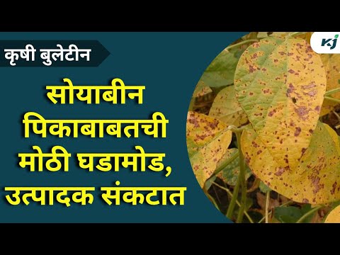 Soybean Update: विदर्भ, मराठवाड्यातील सोयाबीन उत्पादक अडचणीत | soybean diseases | mosaic virus