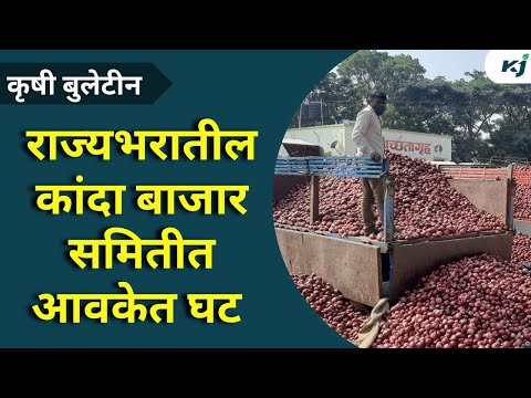 Onion Update: राज्यभरातील बाजारात कांद्याच्या आवकेत घट | Onion News | Onion Update | Onion Market