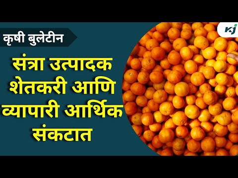 Maharashtra News: संत्रा उत्पादक शेतकरी आणि व्यापारी आर्थिक संकटात | Orange Farmer | Navratri News