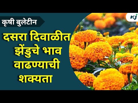 Maharashtra News: दसरा दिवाळीत झेंडुचे भाव वाढण्याची शक्यता Dashera Flower News | Today Flower Rate