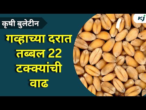 Maharashtra News: गव्हाच्या दरात तब्बल 22 टक्क्यांची वाढ | Wheat Rate | Raju Shetti | News Marathi |