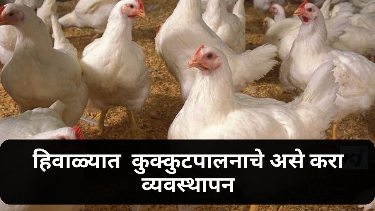 Poultry Management