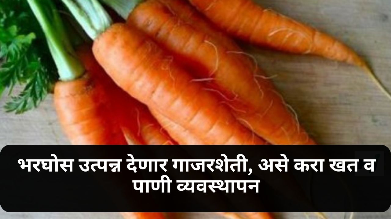 Carrot Cultivation