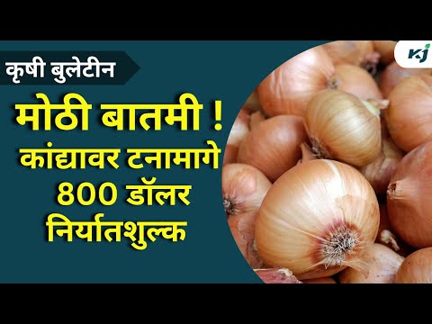 Maharashtra News: कांद्यावर टनामागे 800 डॉलर निर्यातशुल्क 31 डिसेंबरपर्यंत लागू राहणार |