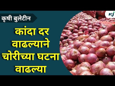 Agriculture News: कांदा दर वाढल्याने चोरीच्या घटना वाढल्या | Onion Rate | Onion Update | Onion Rate