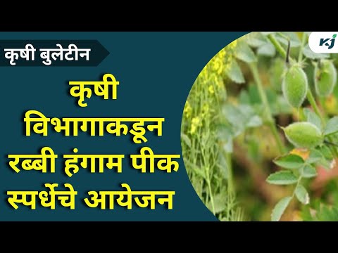 Maharashtra News:कृषी विभागाकडून रब्बी पिक स्पर्धेस सुरवात Eknath Shinde |Crop | Rabbi Hangam | news