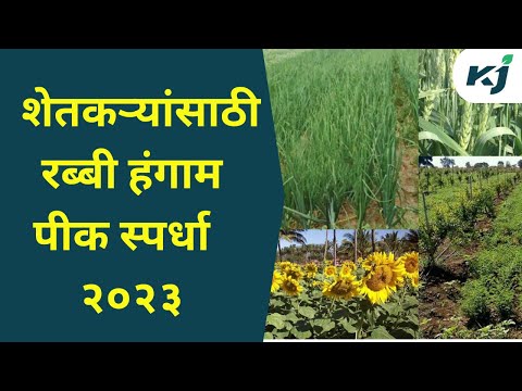 Farmer News: शेतकऱ्यांसाठी खास रब्बी पीक स्पर्धा