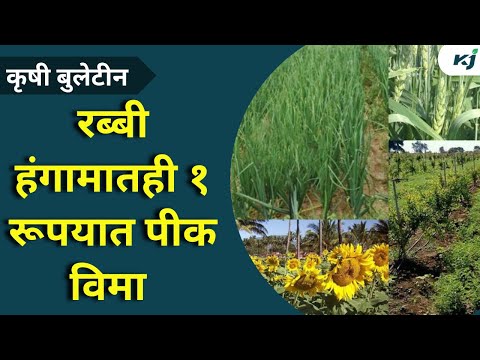 Maharashtra News: रब्बी हंगामातही १ रूपयात पीक विमा | Pik Vima | Krushi News | Soyabean News | News