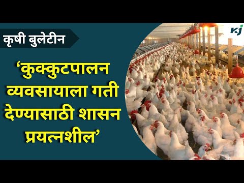 Poultry Business : 'कुक्कुटपालन व्यवसायाला गती देण्यासाठी शासन प्रयत्नशील' | Poultry |Poultry Update