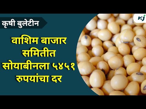 Soybean Rate News: वाशिम बाजार समितीत सोयाबीनला ५४५१ रुपयांचा दर | Soybean rate | Soybean news