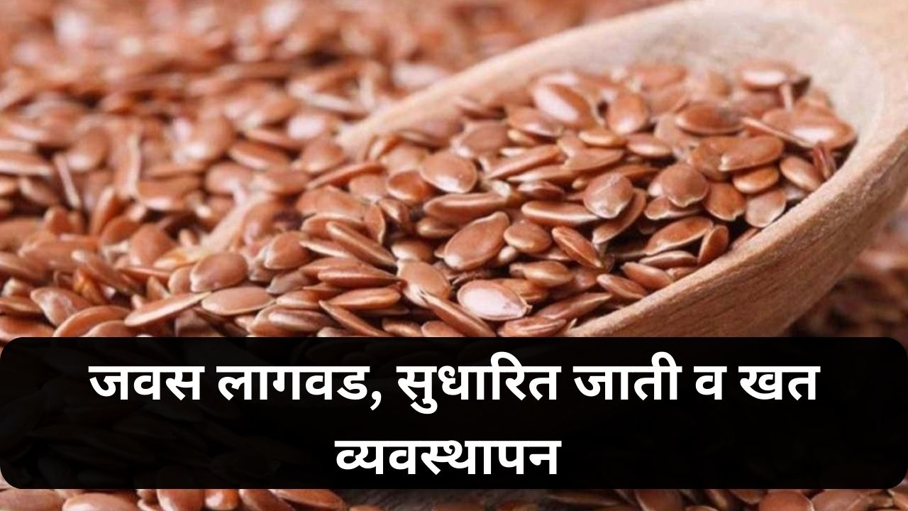 Linseed cultivation