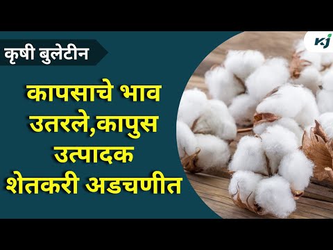 Agriculture News: कापसाचे भाव उतरले,कापुस उत्पादक शेतकरी अडचणीत | Maharashtra News | Cotton News |