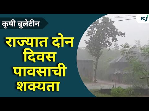 Agriculture News: अवकाळी पावसामुळे ९९ हजार ३८१ हेक्टर क्षेत्र बाधित | unseasonal rain news | rain