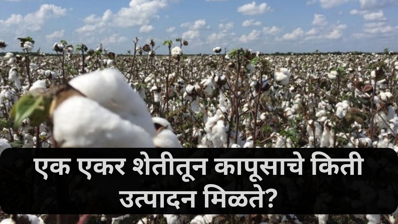 Cotton Production News