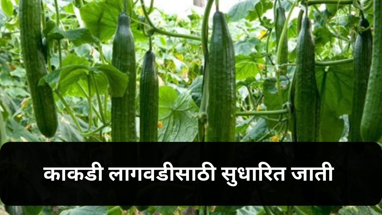 Improved varieties of cucumber