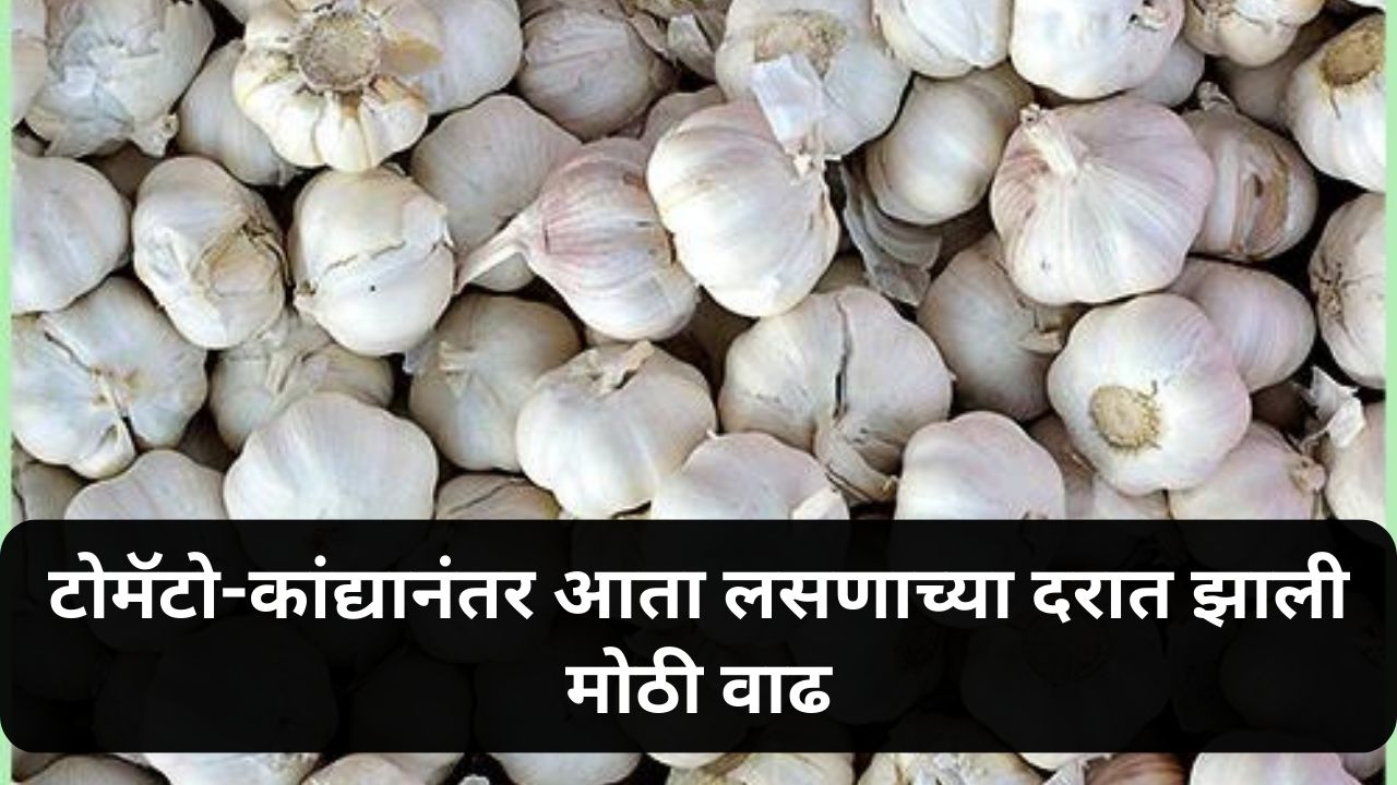 Garlic Price News