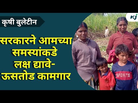 Sugarcane News: सरकारने आमच्या प्रश्नांकडे लक्ष द्यावे-ऊसतोड कामगार Sugarcane | Weather News | News