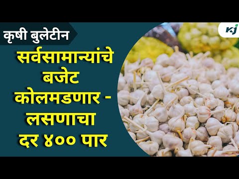 Agriculture News:अवकाळी पावसाचा लसूण पिकाला फटका,लसणाचा दर ४०० पार | Garlic Rate | Onion News | News