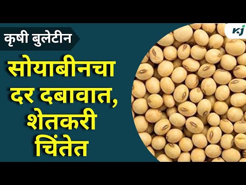 Agriculture News: उत्पादन कमी तरी हमीभावाच्या खाली सोयाबीनचा दर | Soyabean Rate | Farmer News | News