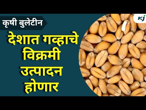 Agriculture Newsदेशात गव्हाचे विक्रमी उत्पादन होणार | Wheat News | Mahananda Dairy News | Dhananjay