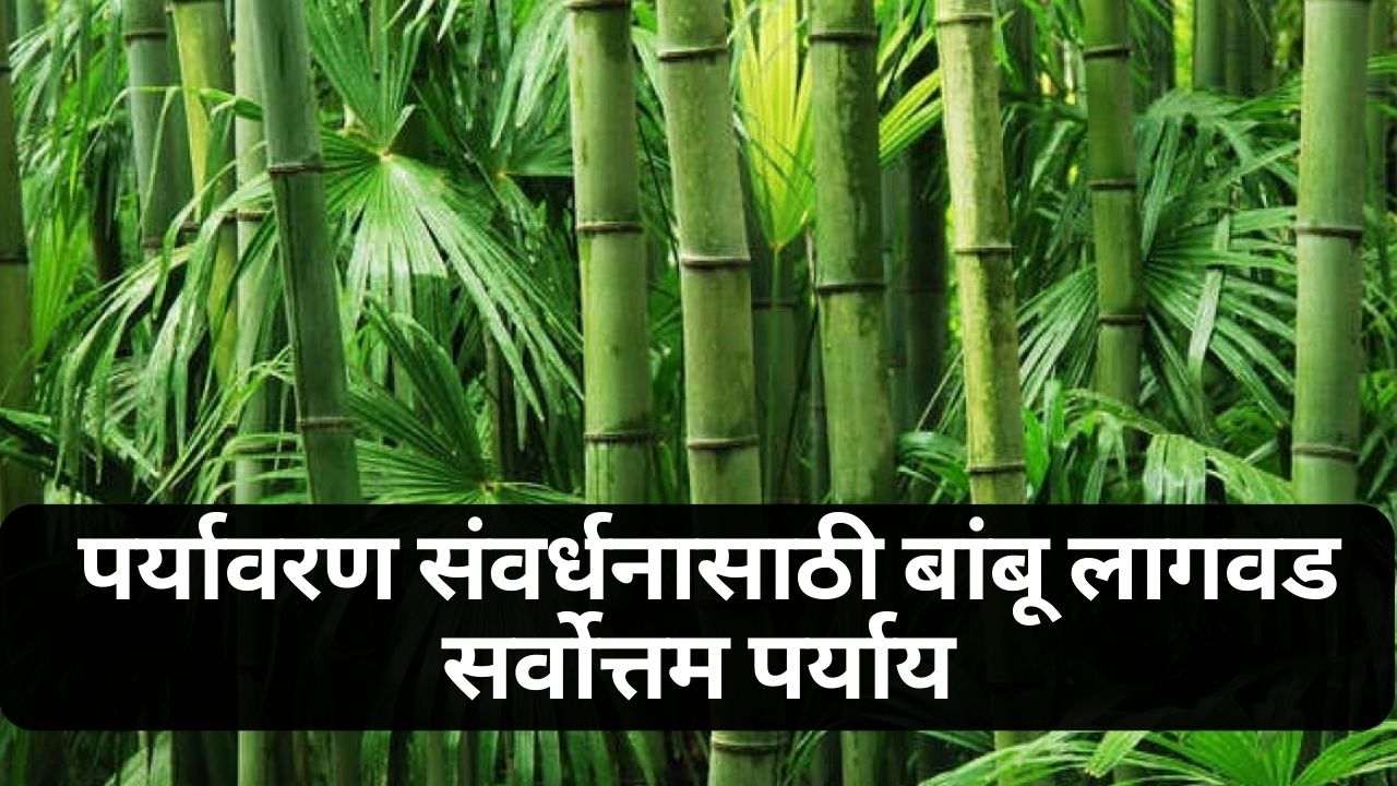Bamboo Cultivation News