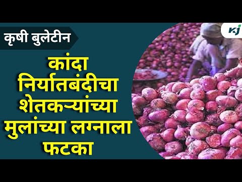 Onion Update News: कांदा निर्यातबंदीचा शेतकऱ्यांच्या मुलांच्या लग्नाला फटका | onion export ban news