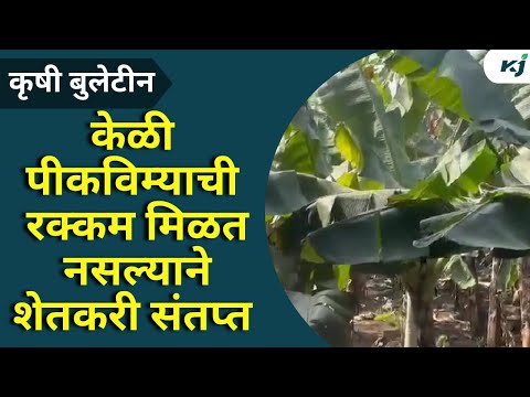 Agriculture Newsकेळी पीकविम्याची रक्कम मिळत नसल्याने शेतकरी संतप्त