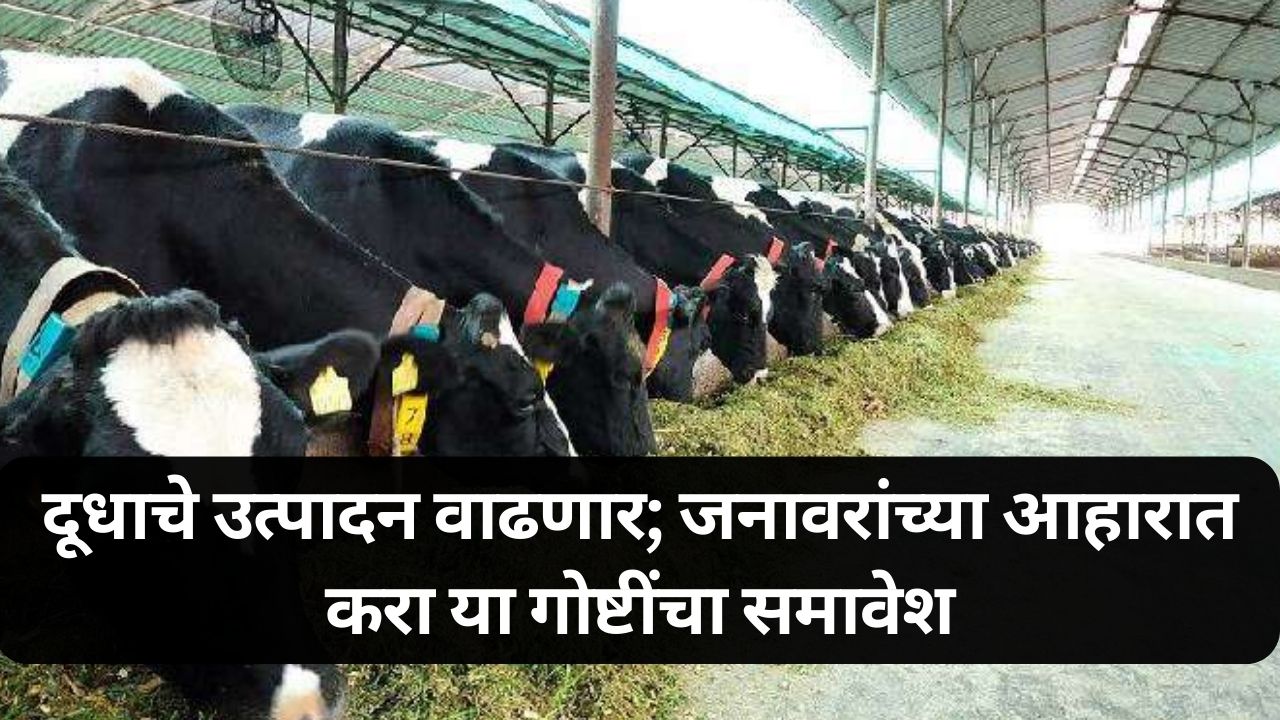 Milk production letest news