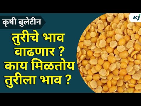 Toor Dal Rate: तुरीचा भाव वाढण्याची शक्यता | Toor Dal Rate | Ravikant Tupkar | PM Kisan News | News