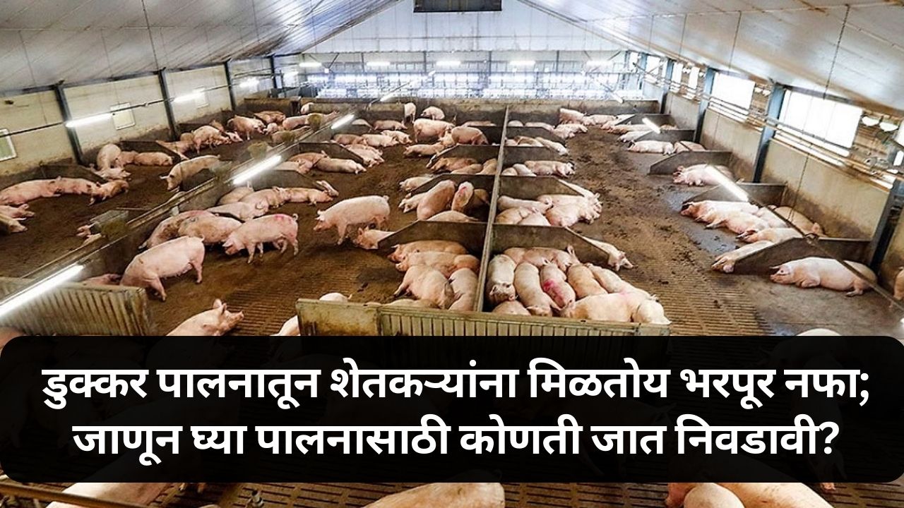 pig farming news