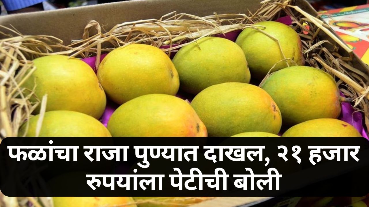 Mango season news