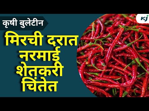 Agriculture news: मिरचीच्या दरात नरमाई ,शेतकरी चिंतेत Chilli Rate | Petrol Rate News | Abdul Sattar