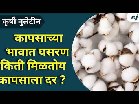 Cotton News: कापसाच्या भावात क्विंटल मागे १ हजार रुपयांची घसरण