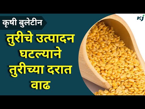 Agriculture News: तुरीचे उत्पादन घटल्याने तुरीच्या दरात वाढ | Toor Dal | Ayodhya | Ram Mandir | News