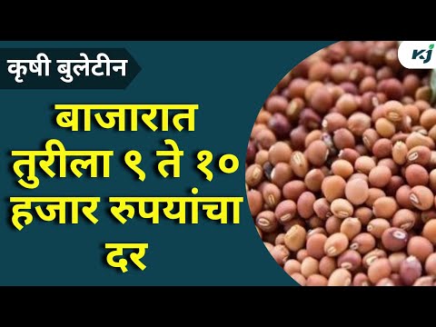 Tur Rate : बाजारात तुरीला ९ ते १० हजार रुपयांचा दर | Tur Market Rate | Tur Bajarbahv | Tur Price