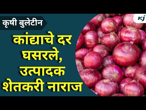 Onion rate update: कांद्याचे दर घसरले, उत्पादक शेतकरी नाराज | onion export ban news | onion price