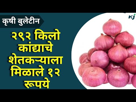 Agriculture News: २९२ किलो कांद्याचे शेतकऱ्याला मिळाले १२ रूपये Onion News | Water Management | News