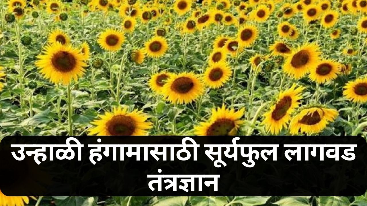 Sunflower cultivation update