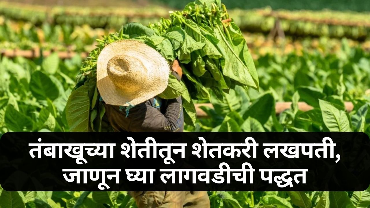 Tobacco farming news