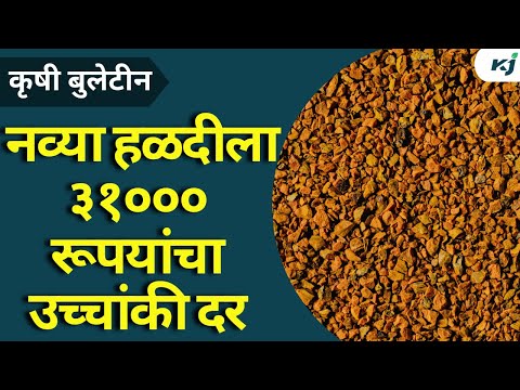 Agriculture News: नव्या हळदीला 31000 रूपयांचा उच्चांकी दर