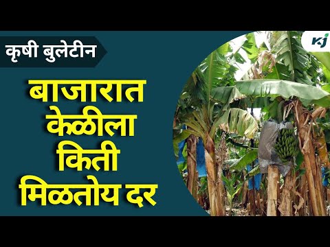 Banana News: बाजारात केळीला किती मिळतोय दर 