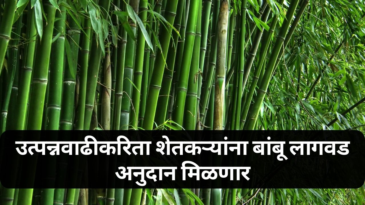 bamboo cultivation news