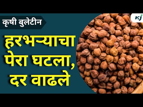 Chana Market Rate: हरभऱ्याचा पेरा घटला, दर वाढले