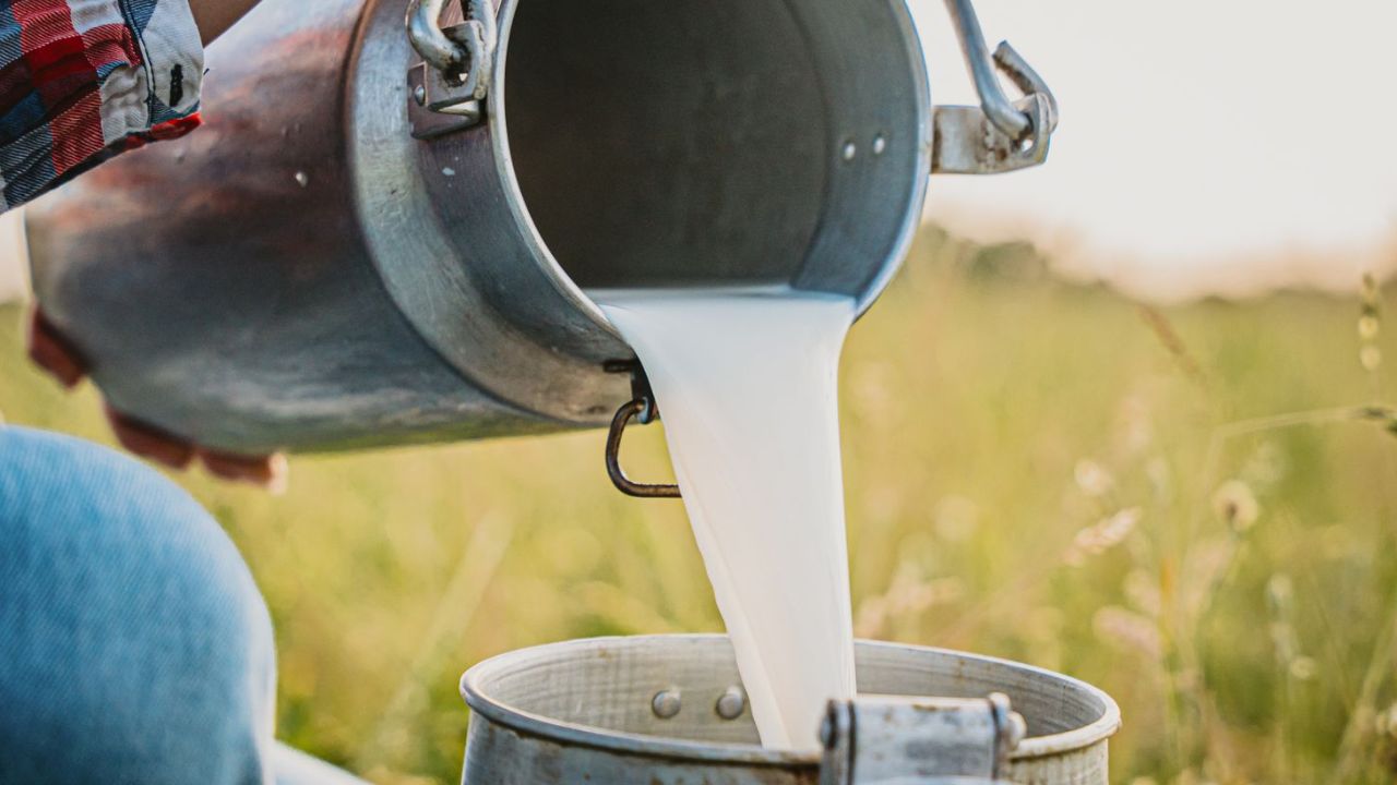 milk production news