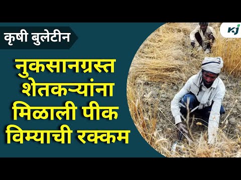 Agriculture News:नुकसानग्रस्त शेतकऱ्यांना मिळाली पीक विम्याची रक्कम | Farmer News | Nandurbar | News